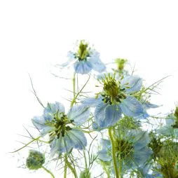 Nigella