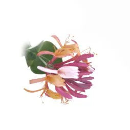 Honeysuckle