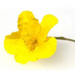 Rock Rose
