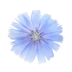 Chicory