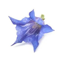 Gentian