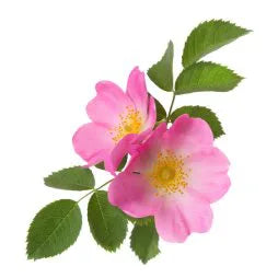 Wild Rose
